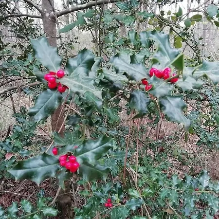 Aux Bois D'en Temps Holiday home *