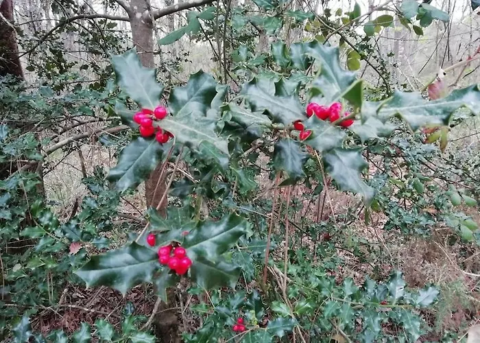 Aux Bois D'en Temps Casa de Férias *